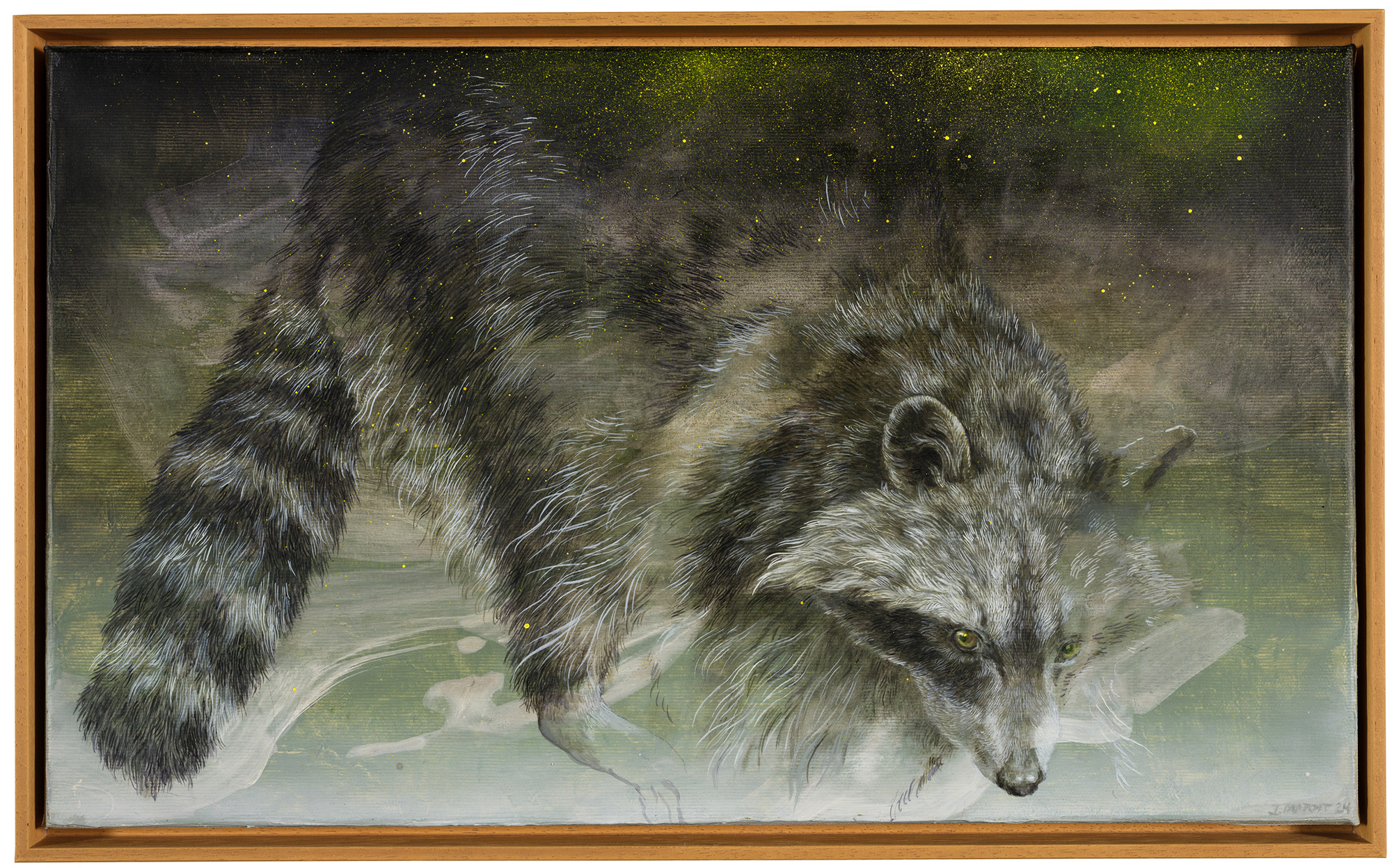 Isabelle Dutoit – 2024 - Waschbär